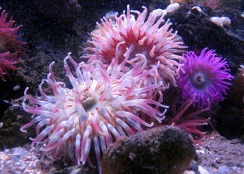anemones de mer le monde de poseidon