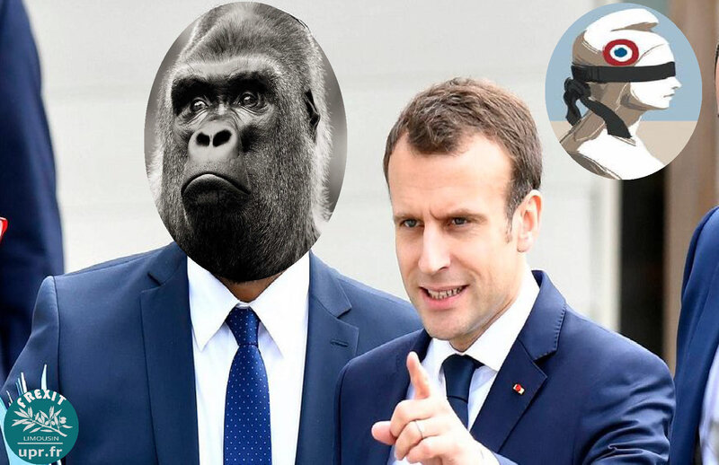 AFFICHE MACRON GORILLE
