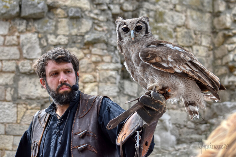 De la chasse au vol des seigneurs à la vénerie dans le Poitou - Voyage dans le temps et aperçu Historique de la Fauconnerie (8)