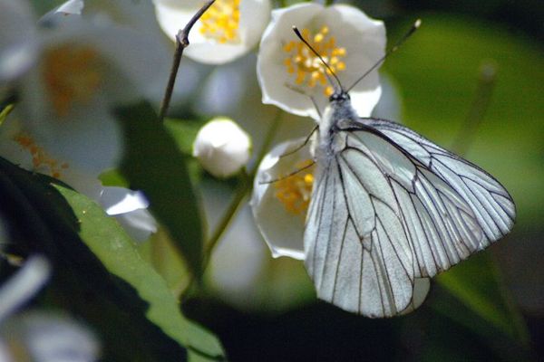 Papillon blanc Etampes 2011 (1)