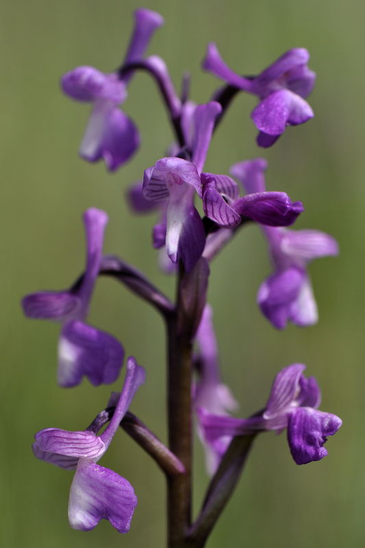 _DSC0147_Anacamptis_champagneuxii