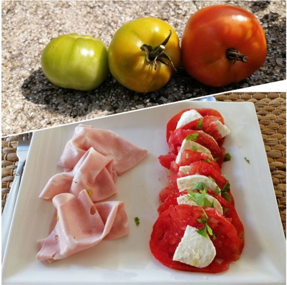 sale temps pour les tomates