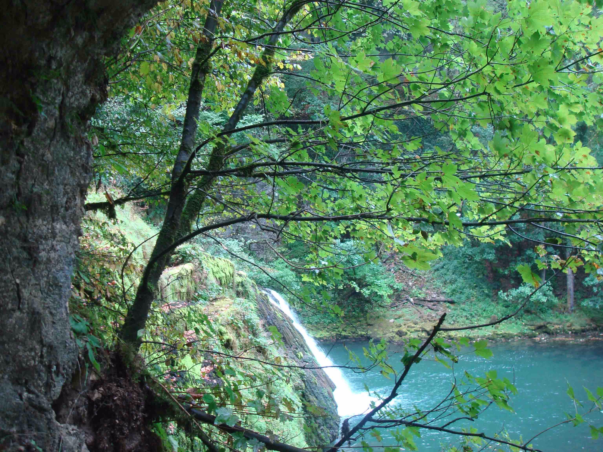 Forêt du Jura - Source du Lison