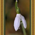 Perce -Neige