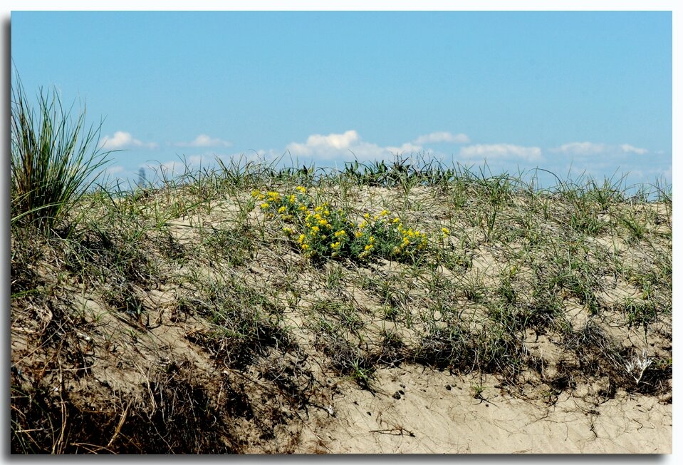 Luzerne marine Sète, Lagunes et Garrigue