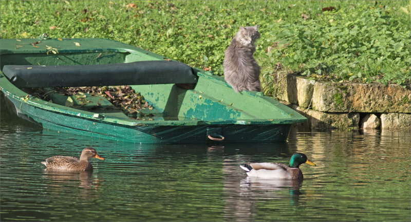 Bateau chat oiseaux canards 2 291020