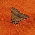 Phytometra viridaria (Noctuelle couleur de bronze)