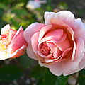 Les roses de mon jardin