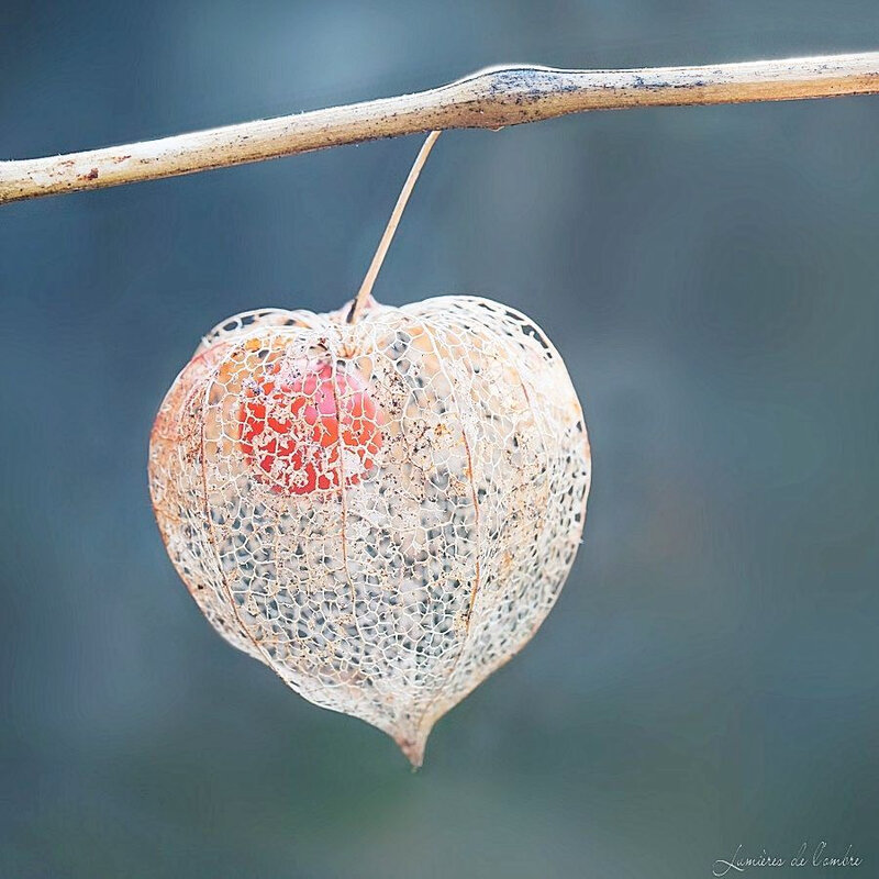 wb_Amour en cage pastel_20190130_2191