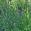 Une herbacée pour un jardin de fleurs sauvages...