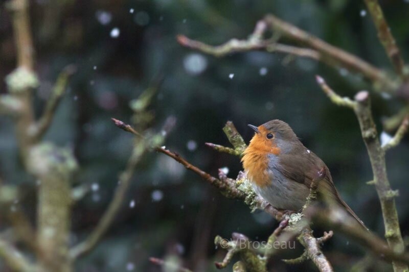 rouge-gorge-neige18-01
