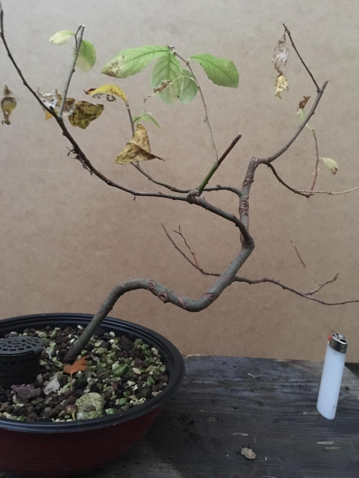 Cognassier du Japon n°1 Chaenomeles japonica Kinkō Bonsaï