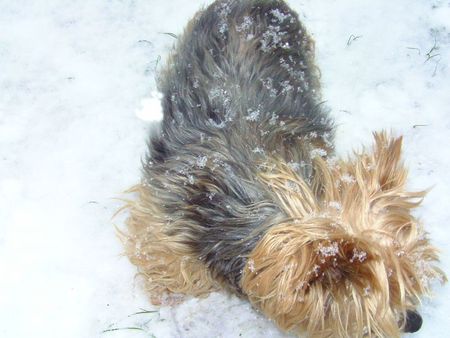 les chiens dans la neige 050212 002