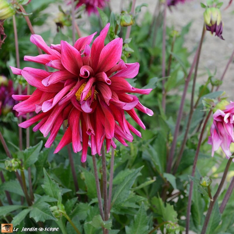Jury-Dahlias-Label-Rouge_5669