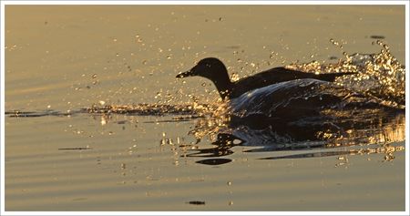 QM_cane_se_pose_soir_270209