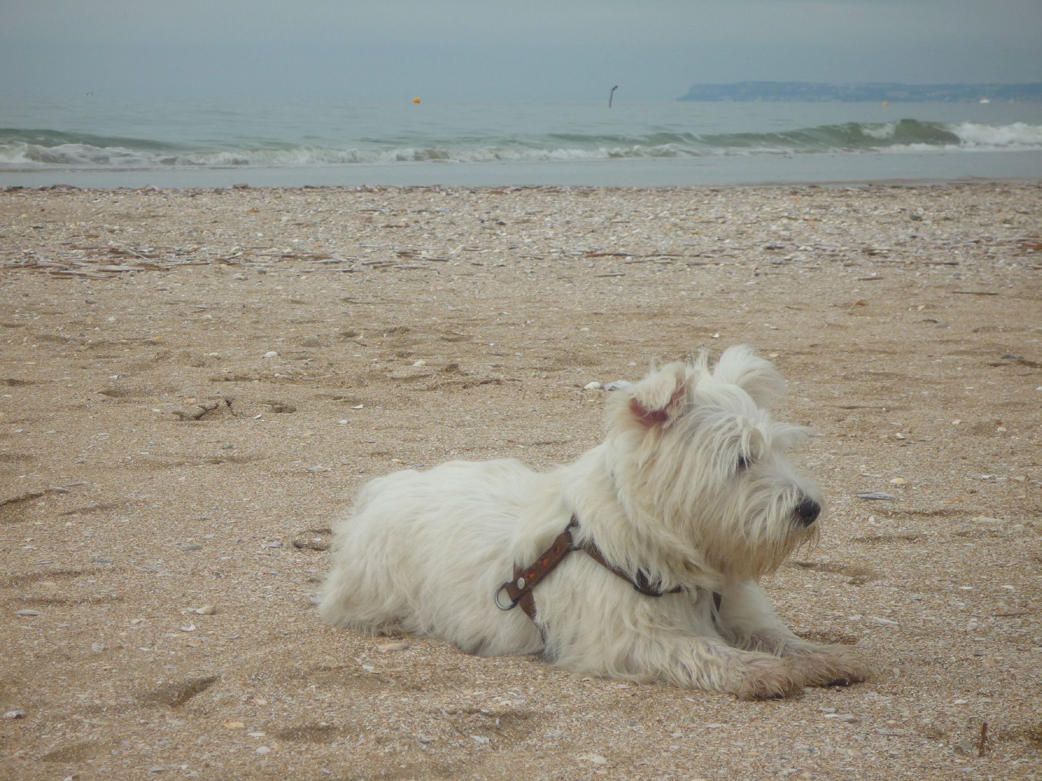 Dog Friendly Week End Deauville Et Ses Environs Zadig