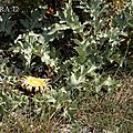 Cardabelle 09