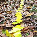 cheminer sur les feuilles mourantes yurtao