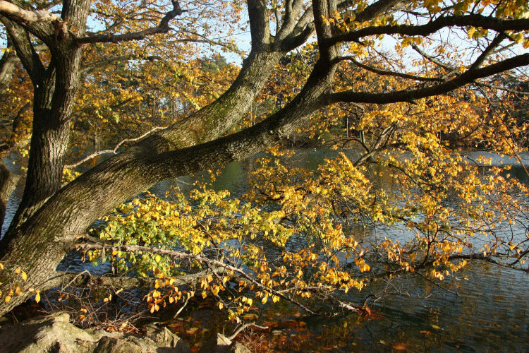 Arbre_IMG_5589