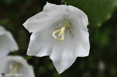 Campanule-persicifolia-blanche