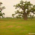 A0116-baobabvert
