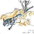 Madikwe repas des lionnes