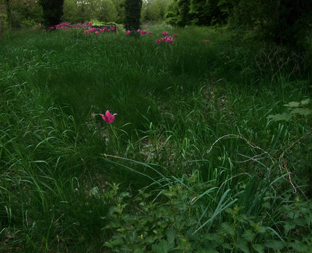 Tulipes