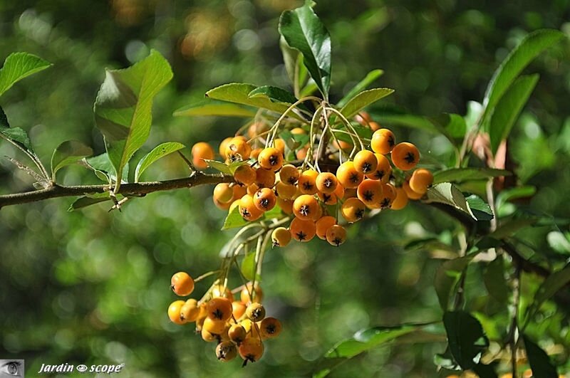 Automne