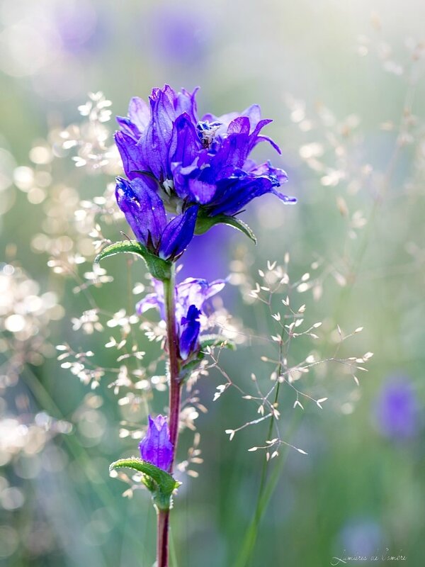 w_Fleur des champs_20170705_2366