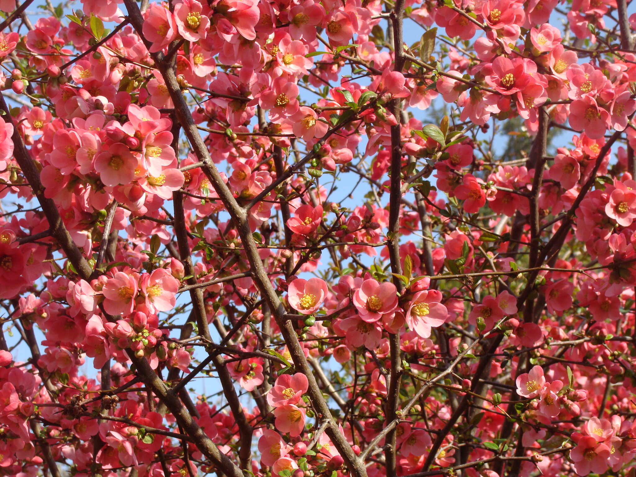 Cognassier Du Japon Bonjour Printemps Pouce Cà Pousse