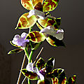 orchidée zygopetalum