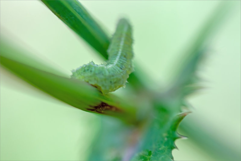 SM chenille verte 6 020923