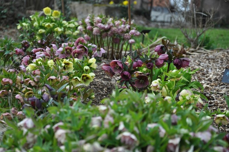 Bassin - Calli'canthus, le jardin