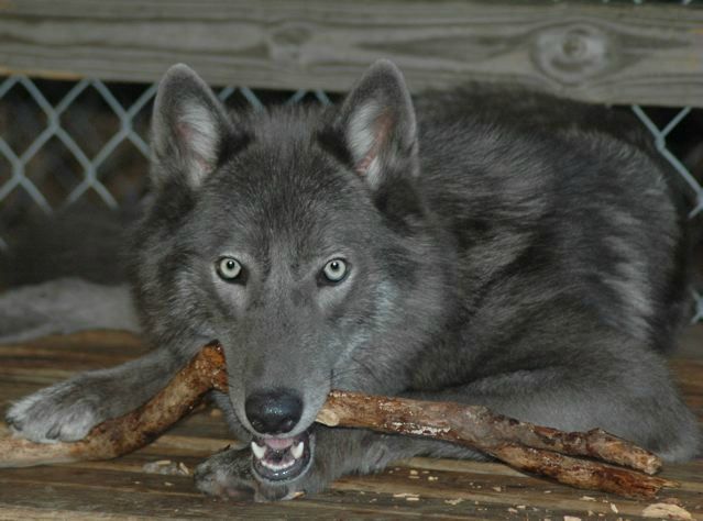 Chien Loup De Saarlos My Name Is Clout