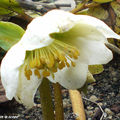 Hellebore du Niger
