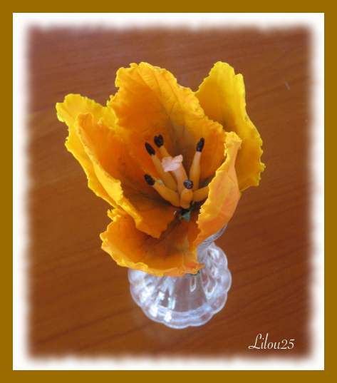 tulipe05