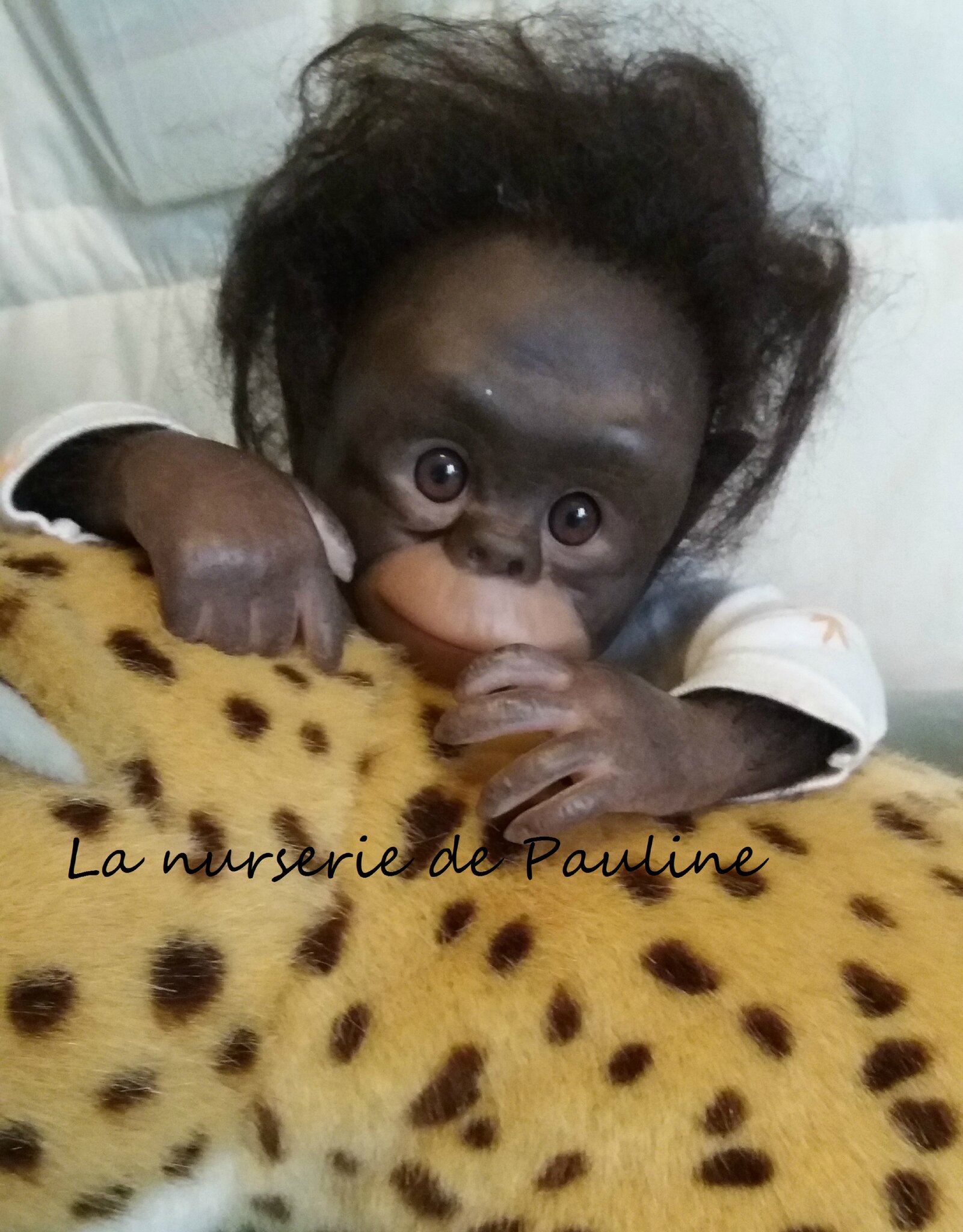 Première mondiale : naissance de deux bébés chimères cochon-singe