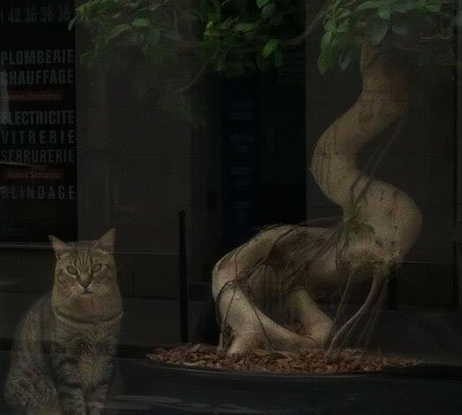 LE_CHAT_GRAVURE_