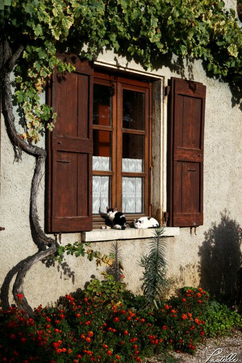 Fenetre chats Perouges_12 13 10_0116