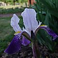 Iris bleu ancien 6 Ma 20i11