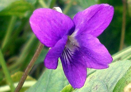 violette2tg1