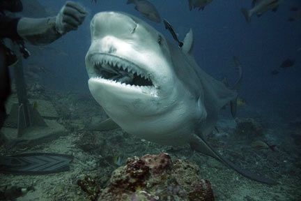 Le Requin Bouledogue Totalshark