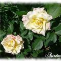 Rose tigrée