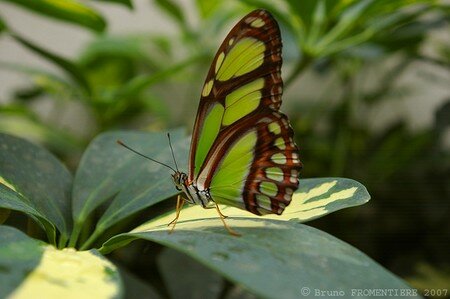 Papillon_2