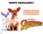 concours_chihuahua