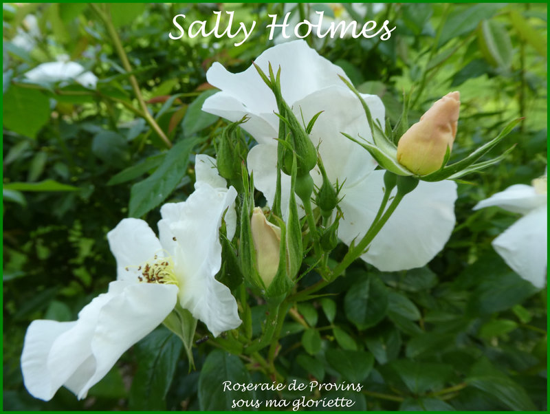 sally holmes