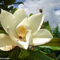 Fleur de magnolia grandiflora