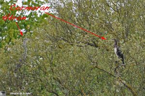 Héron et Cormoran sur un même arbre