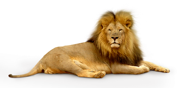 lion_png_by_anc4des_by_anc4des-d392gze