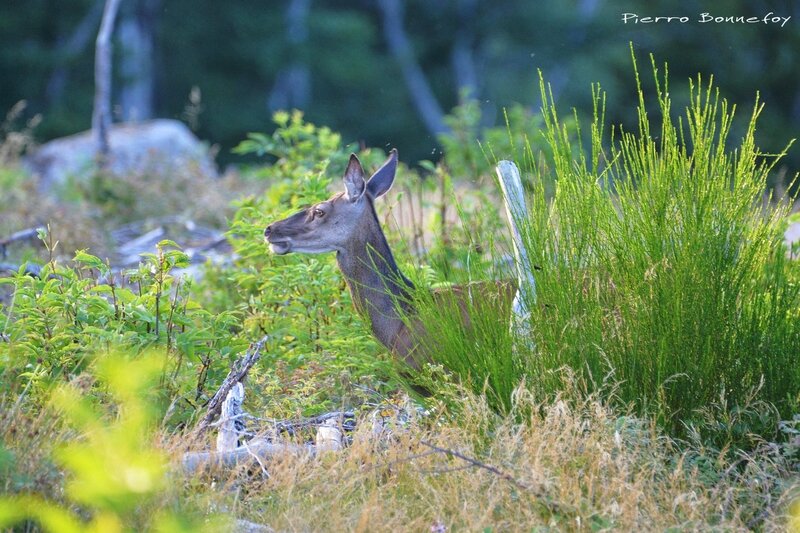 23 juillet 2017 091